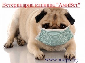 Тайните на щастливия мопс: Тайните на щастливия мопс: