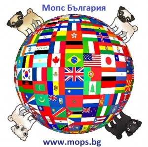 Pug (Mops) Breed Guide: 5 Things to Know
