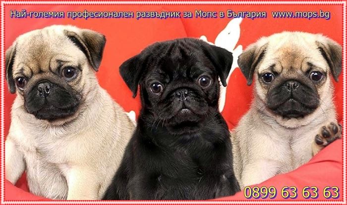 Новородени бебета Мопс Новородени бебета Мопс на 06.04.2017г.