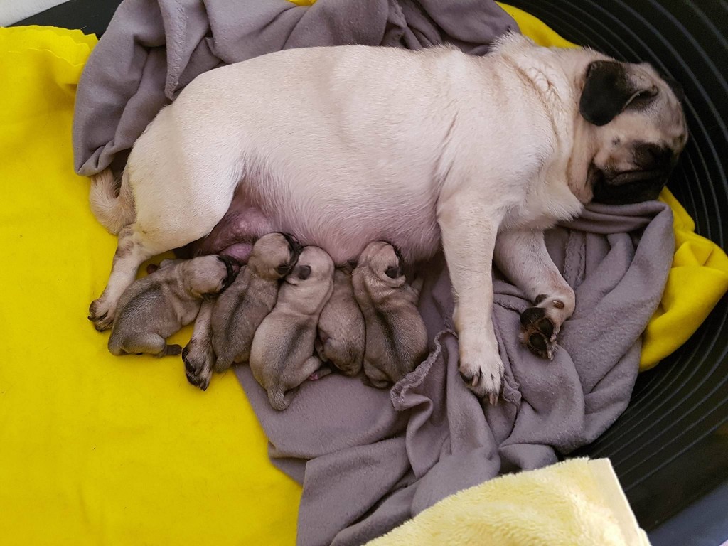 Mops бебета родени на 24.01.2018г.