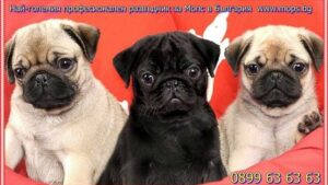 Куче Мопс: Пълен наръчник за породата