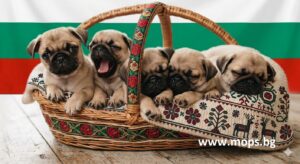 кученце mops за продажба кученце mops за продажба